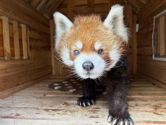 千葉市動物公園のレッサーパンダ、風太