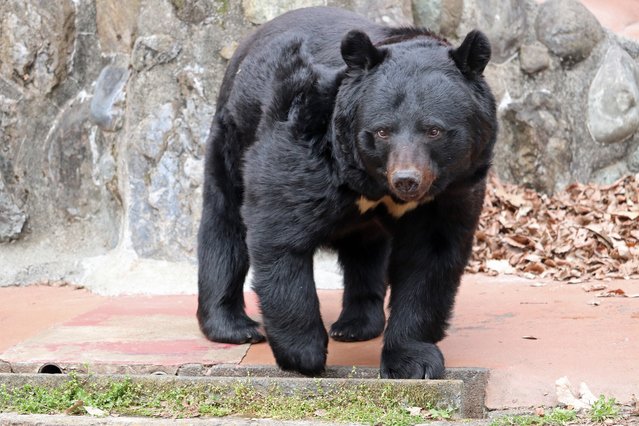 東北5県でクマが「大量出没」秋田県では今年の捕獲数1200頭超!!専門家「山菜採りが危ない」！｜ニュース｜ピンズバNEWS