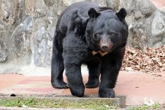 クマによる人身被害が過去最悪ペースで急増！エサ不足と過疎化…青森県のマタギの村では冷凍庫がクマ肉でパンパンに【2023年「クマ被害」事件簿】