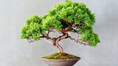 5万円の盆栽が100万円…“BONSAI”人気で盗難被害続出　庭の鉢植えで「一鉢千金」はあるのか専門家が解説