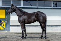 武豊、相性抜群のアドマイヤテラと阪神大賞典でV9へ「GII目黒記念を連勝した、相性のいいパートナー」