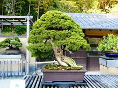 伝統文化×最新技術…若者の間でブームの兆しを見せる「デジタル盆栽」ってナンだ