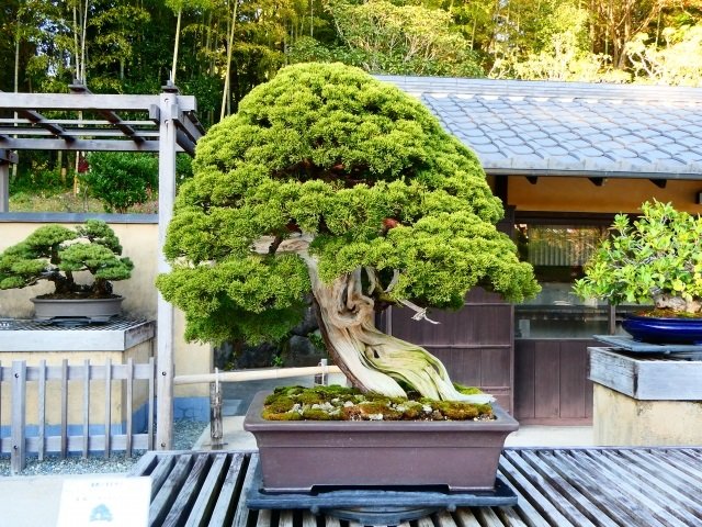 伝統文化×最新技術…若者の間でブームの兆しを見せる「デジタル盆栽」ってナンだの画像