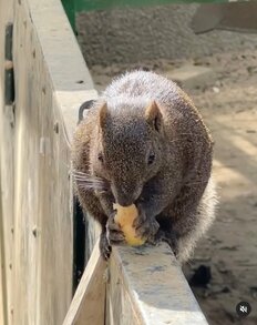 感染症につながる細菌保持も…鎌倉市でリスが大増殖中！今年の「捕獲数1500頭超」壁の隙間や屋根裏で繁殖し糞尿の被害リスク…市担当者「絶対に餌付けは行なわないで」
