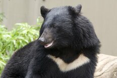 群馬県安中市の「住宅にクマ侵入」で住民大ケガ 「1週間に3～4回」増えていた目撃情報と専門家が語る「対処法」