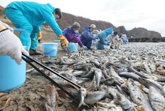 函館の海岸「1000トンのイワシ大量死」の原因は？処分が遅れれば「ウニやアワビなどにも影響が…」地元関係者の奮闘も聞いた！
