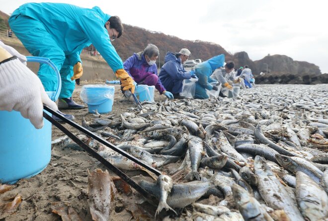 函館の海岸「1000トンのイワシ大量死」の原因は？処分が遅れれば「ウニやアワビなどにも影響が…」地元関係者の奮闘も聞いた！の画像