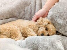 イヌもネコも思わずウットリ　ペットのストレス発散に役立つ5つのツボとコツ