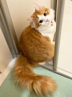 猫が絶対についてくる“謎スポット”3選　飼い主のトイレ、風呂場をのぞき見…理由を獣医師に聞いてみた