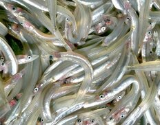 関西の春の風物詩が危機に…イカナゴが獲れない本当の理由は「綺麗すぎる海」と「温暖化」