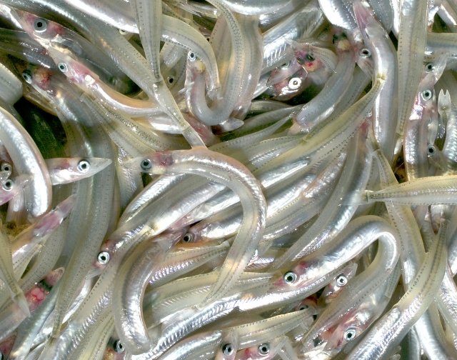 関西の春の風物詩が危機に…イカナゴが獲れない本当の理由は「綺麗すぎる海」と「温暖化」の画像