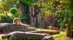 そりゃライオンもしんどいはず…今夏に相次いだ動物園での死亡事例を防ぐ「環境エンリッチメント」とは