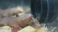 “検索してはいけない生き物”の刺激的ビジュアルにネット驚き　研究者が紹介する“グロい”けど役に立つ虫たち