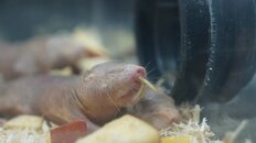 “検索してはいけない生き物”の刺激的ビジュアルにネット驚き　研究者が紹介する“グロい”けど役に立つ虫たち