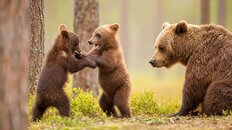 「クマだけじゃない」身近に潜む危険生物たちの動向…動物研究家・パンク町田氏が警鐘を鳴らす「2026年絶対に油断してはいけない意外な野生動物」とは