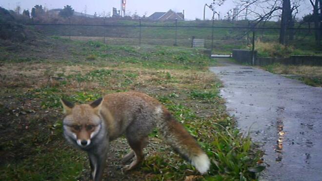 大阪ではキツネが、東京ではニホンザルにニホンリスも！「身近な絶滅危惧種」一覧の画像