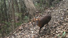千葉でキョン爆増の理由は？クマ不在だけでない特定外来生物が繁殖した真相