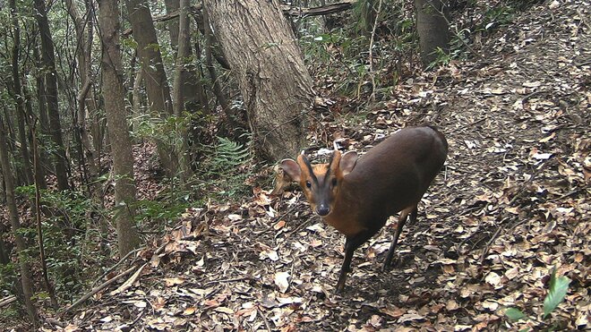 千葉でキョン爆増の理由は？クマ不在だけでない特定外来生物が繁殖した真相の画像