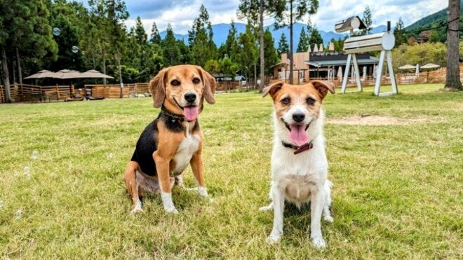 10～30代男女【犬派・猫派】大調査、犬派からは「甘えん坊」「飼い主思い」などの声の画像