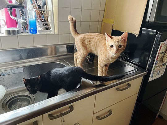 ※画像／ピンズバNEWS編集部