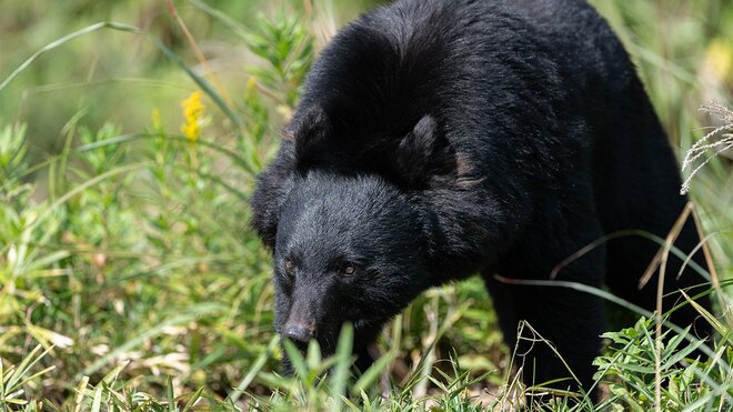 韓国で「日本のクマを輸入したい」の声…駆除か保護かを巡る日韓の数奇な事情の画像