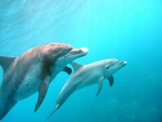 「イルカが人を噛む」福井県海水浴場で被害者16名 「大人の膝くらいまで来る」危険実態を現地海保職員が解説