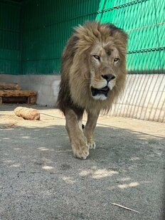 【園長らは書類送検】飼育員がライオンに襲われ死亡、元動物園長は「原因はほぼ100％飼育係にある」防止策も解説