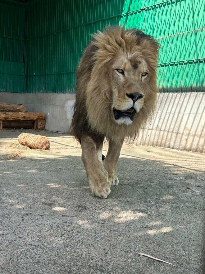 【園長らは書類送検】飼育員がライオンに襲われ死亡、元動物園長は「原因はほぼ100％飼育係にある」防止策も解説の画像