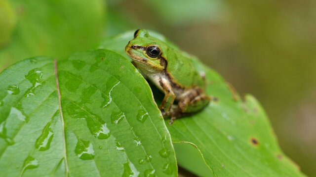ニホンアマガエル
