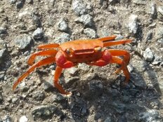 『さるかに合戦』は“日本版アベンジャーズみたい”、30～40代男女が「大人になってからも好きなお話」【第4位以下】