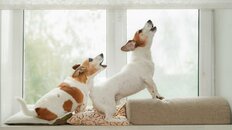 【専門家が解説】番犬になる犬の条件は?栃木強盗事件で考える防犯と愛犬の飼い方