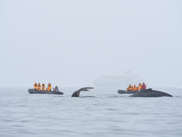 南極旅行で体験できるホエールウォッチングの様子