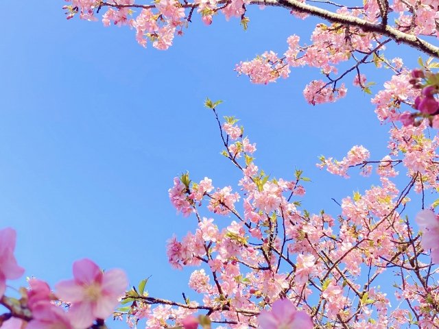 新たな気持ちで“新しい季節”のスタート！10～30代男女が「春になるとやりたくなること」【トップ3】の画像