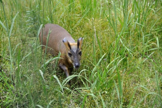 シカ科の特定外来生物・キョン、「脱走から22年」千葉県内だけで7万頭超が野生化！イチゴ畑を食い荒らし、「ギャーッ」と大きな声で鳴き…県民の苦悩の画像