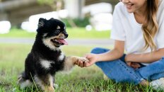 ドッグヨガ、スマート給餌機…「単身世帯」4割目前で犬猫の数が子ども超え!?　1.9兆円ペットビジネス最前線