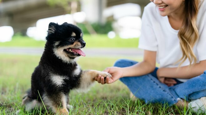 ドッグヨガ、スマート給餌機…「単身世帯」4割目前で犬猫の数が子ども超え!?　1.9兆円ペットビジネス最前線の画像