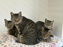 「センターで保護される猫の2割はキジトラ」悲しいリアルがXで大反響、担当者が語る原因と独特の魅力