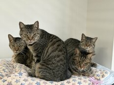 「センターで保護される猫の2割はキジトラ」悲しいリアルがXで大反響、担当者が語る原因と独特の魅力