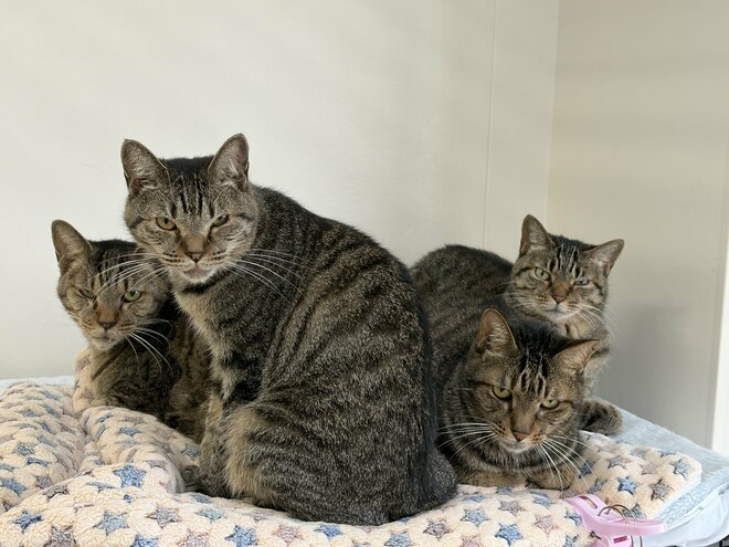 「センターで保護される猫の2割はキジトラ」悲しいリアルがXで大反響、担当者が語る原因と独特の魅力の画像