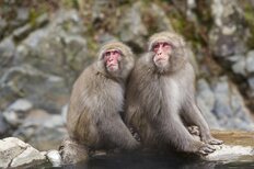 野生のサル目撃情報が急増の茨城県に何が起きている？動物研究家が語る「要因と対処法と絶対NG行為」！「クマもエサを求めて移動する可能性も大」
