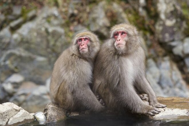 野生のサル目撃情報が急増の茨城県に何が起きている？動物研究家が語る「要因と対処法と絶対NG行為」！「クマもエサを求めて移動する可能性も大」の画像