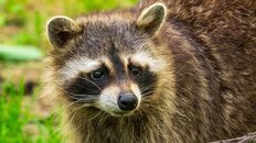 アライグマの被害急増「とにかく触るな」感染症のリスクと凶暴な生態をパンク町田氏が解説