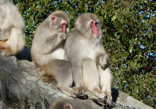 上野動物園で決まったサル山のリニューアル 地球温暖化対策だけじゃない専門家「プライベートが必要」な“動物福祉”の観点の画像