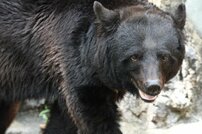秋田県のクマ被害に自衛隊派遣も“銃を使用しない”に疑問の声…「武器を持たずに行くん？」を防衛省に直撃