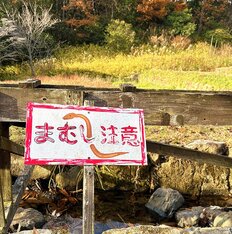 マムシ vs ハブ どちらの毒がより危険? サバイブ術を専門家が解説「噛まれたら慌てず安静にせよ」