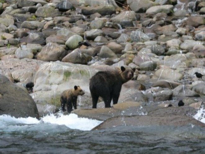 マダニ、オオスズメバチ、ツツガムシ……市街地で人を襲うヒグマより危険!?　ニッポン「真夏の殺し屋」恐怖の素顔の画像