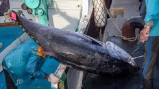 函館イカ不漁の裏でマグロ大発生の怪…漁獲枠制限で水揚げできない「豊漁災害」の実態