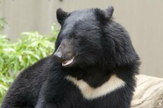 東京・八王子市でクマ出没の衝撃…「周辺には学校も」市の獣害対策課が語る“緊迫の対応”　猟友会とは異なるハンター起用も