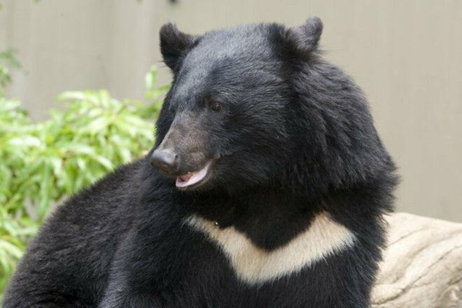東京・八王子市でクマ出没の衝撃…「周辺には学校も」市の獣害対策課が語る“緊迫の対応”　猟友会とは異なるハンター起用もの画像
