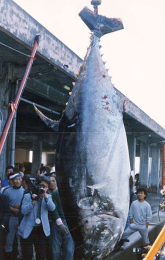 日南市油津港に水揚げされた日本史上最大のマグロ
